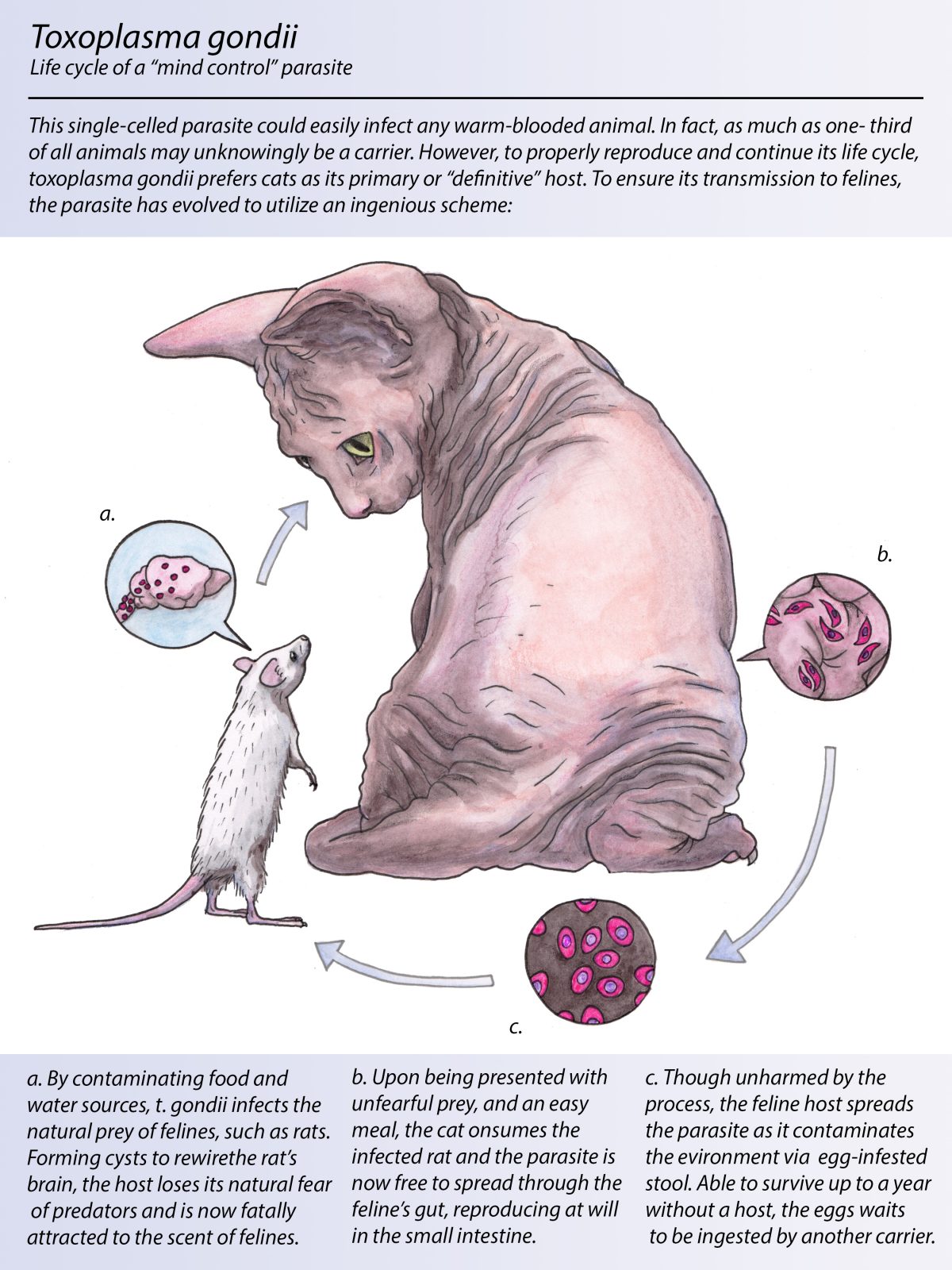 toxoplasma-gondii-in-humans-symptoms