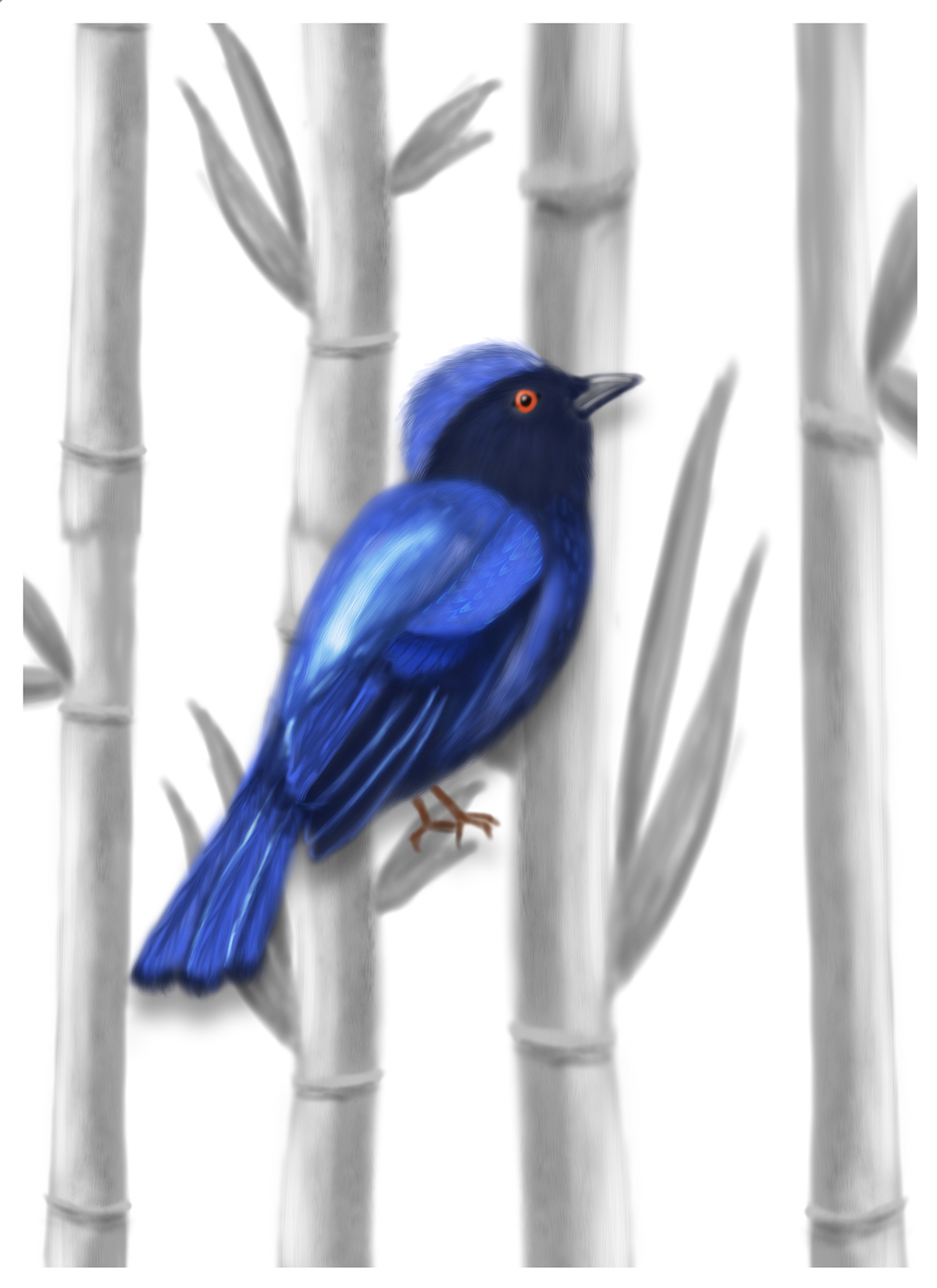 Blue Fairy Bird