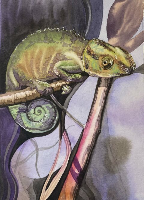 Portrait of a Chameleon