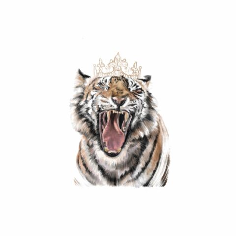 Regal Tiger Yawning